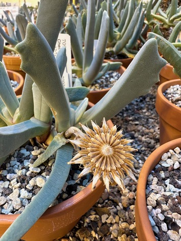 preview Cheiridopsis  denticulata (Haw.) N.E.Br.